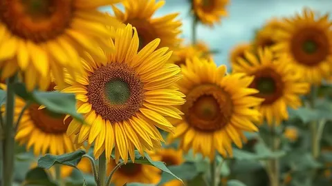 Sunflowers appear to recover from drought, but hidden damage remains