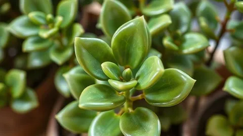 Jade plant in September: the right moves to get through fall