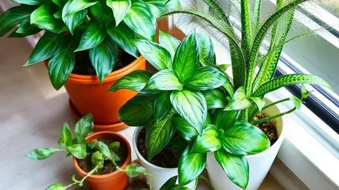 September: 7 houseplants to bring indoors before the cool nights hit