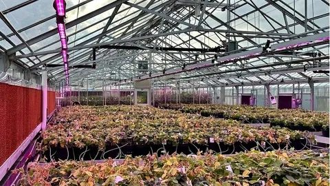 USDA Awards MSU $16.2M to Modernize Plant Research Greenhouses