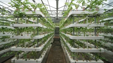 Wageningen Tomato Ideotype: +12% Vertical Farm Yield Oct 2026