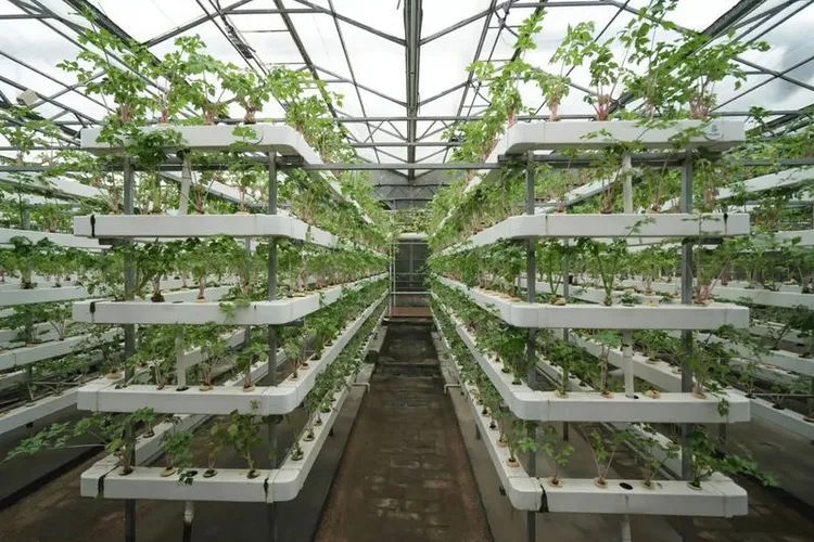 Wageningen Tomato Ideotype: +12% Vertical Farm Yield Oct 2026
