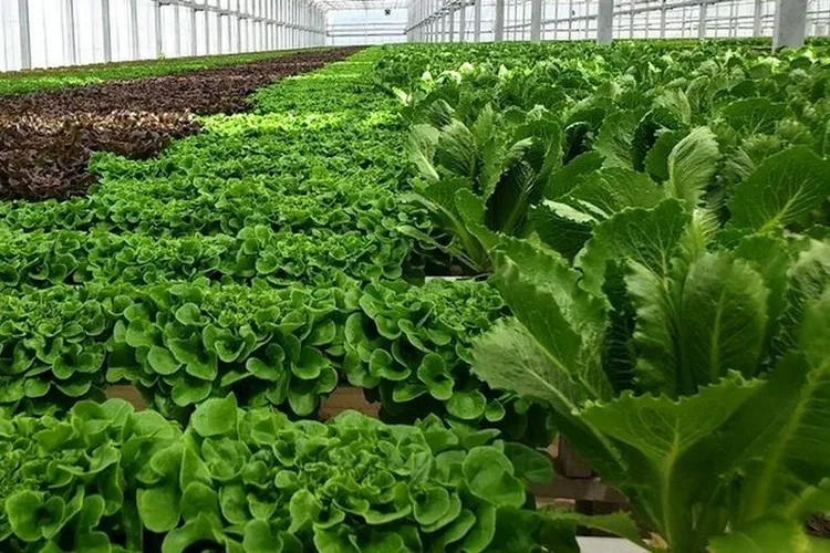 Great Lakes Growers: la domanda di lattuga in serra tiene dopo Cyclospora