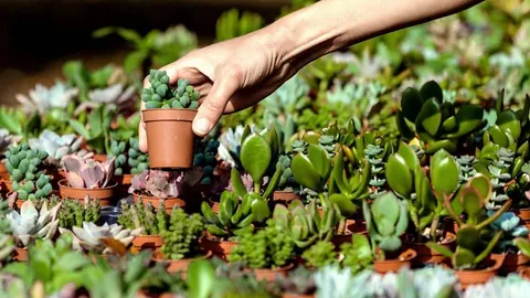 Journées des Plantes de Chantilly : le guide du 9-11 octobre