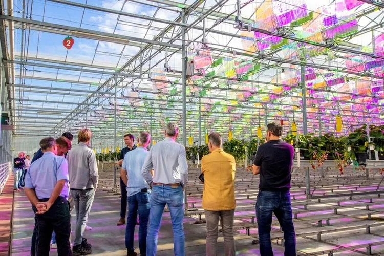 Voltiris ouvre la première serre solaire fraises à l’hectare aux Pays-Bas