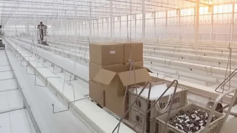 Mirai Green Factory Kijo: Japan’s New AI-Controlled Cucumber Greenhouse