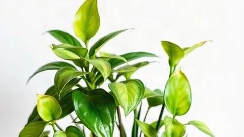 The #1 houseplant mistake to avoid in September
