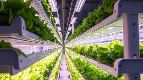 Norway Avisomo: Fully Automated Vertical Lettuce Farm