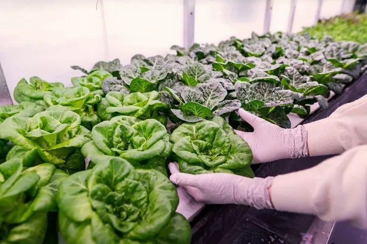 Regina Food Bank Opens Growcer Modular Farm for Winter Greens