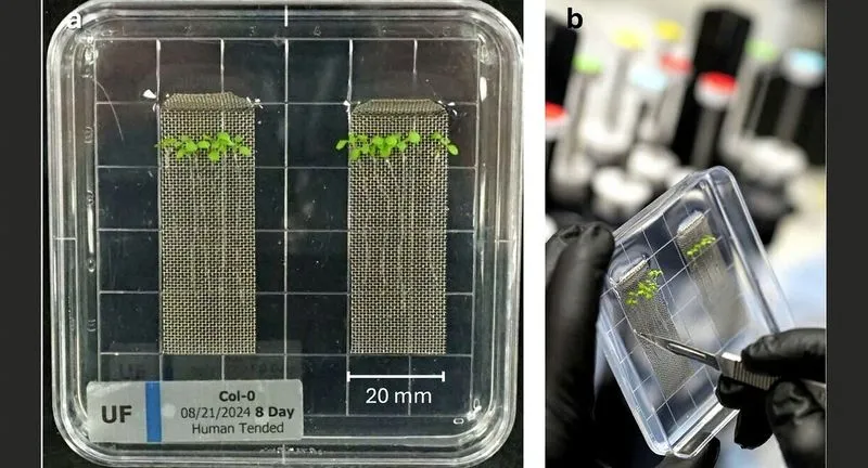 Les plantes réagissent à l’espace en quelques minutes : plus de 1 200 gènes modifiés pendant un vol Blue Origin