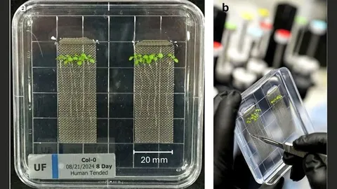 Plants React to Spaceflight Within Minutes: 1,200+ Genes Shift on a Blue Origin Flight