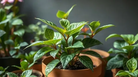 The September houseplant mistake that can harm your collection