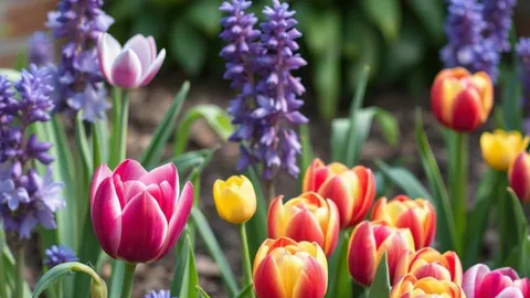 September gardening: bulbs and sowings to plant now for a colourful spring